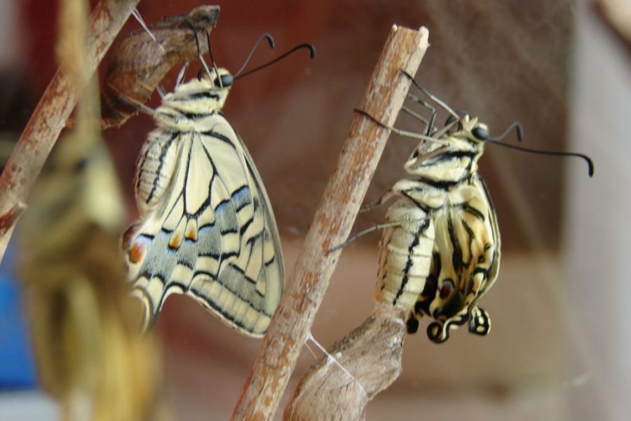 vlindershop vlinder boek kopen koninginnenpage 2